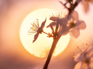 A história da primavera