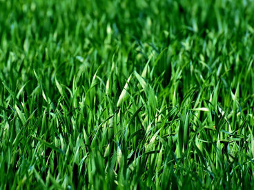 Manutenção de gramados durante o inverno