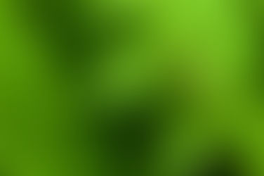 Dia internacional do fascínio das plantas