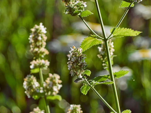 Catnip: a erva-dos-gatos