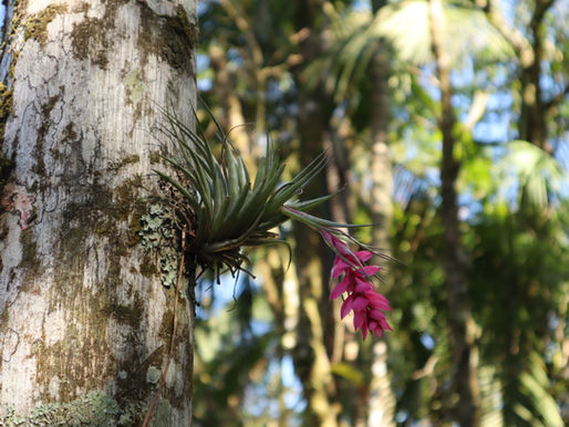 Tillandsia: conheça essa planta epífita 