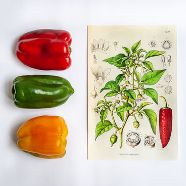 Pimentão e pimenta: um grande grupo de cultivares