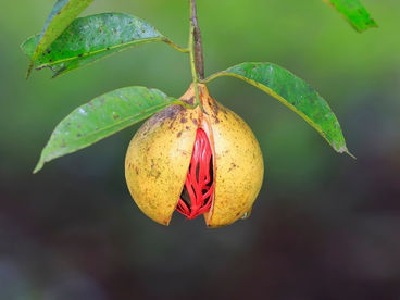 Moscadeira: duas especiarias na mesma planta