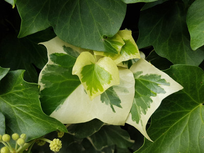 Hera: uma planta de cultivo versátil
