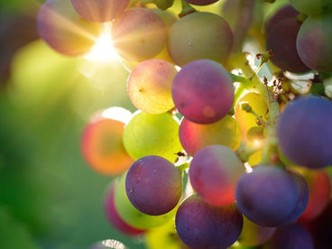 Antocianinas: o filtro solar das plantas