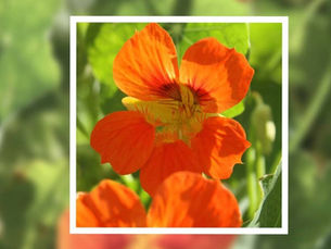 Livro: Plantas aromáticas e condimentares - uso aplicado na horticultura