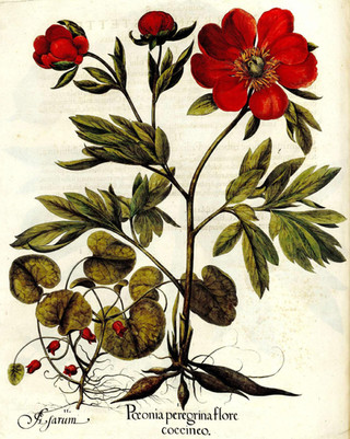 O florilégio de Basilius Besler
