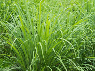 Capim-limão: uma planta de muitos nomes