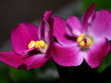 Violeta-africana: a planta que lembra infância