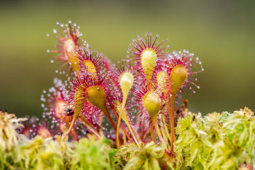 Drosera: um gênero de plantas insetívoras