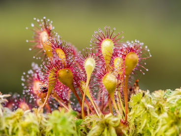 Drosera: um gênero de plantas insetívoras