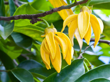 A palavra "odorata"
