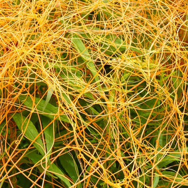 Cipó-chumbo: uma planta parasita