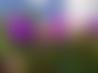 A floração das quaresmeiras