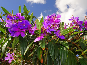 A floração das quaresmeiras
