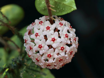 A flor-de-cera
