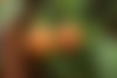 Lanterninha: uma planta nativa