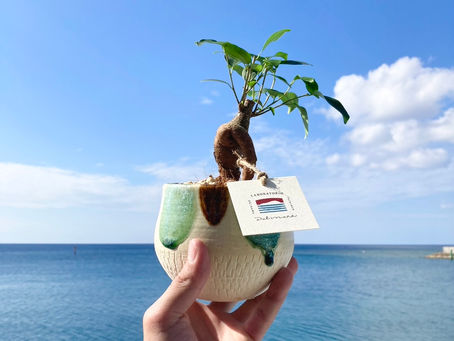 新商品 『 felice(フェリーチェ) 』ガジュマル✨