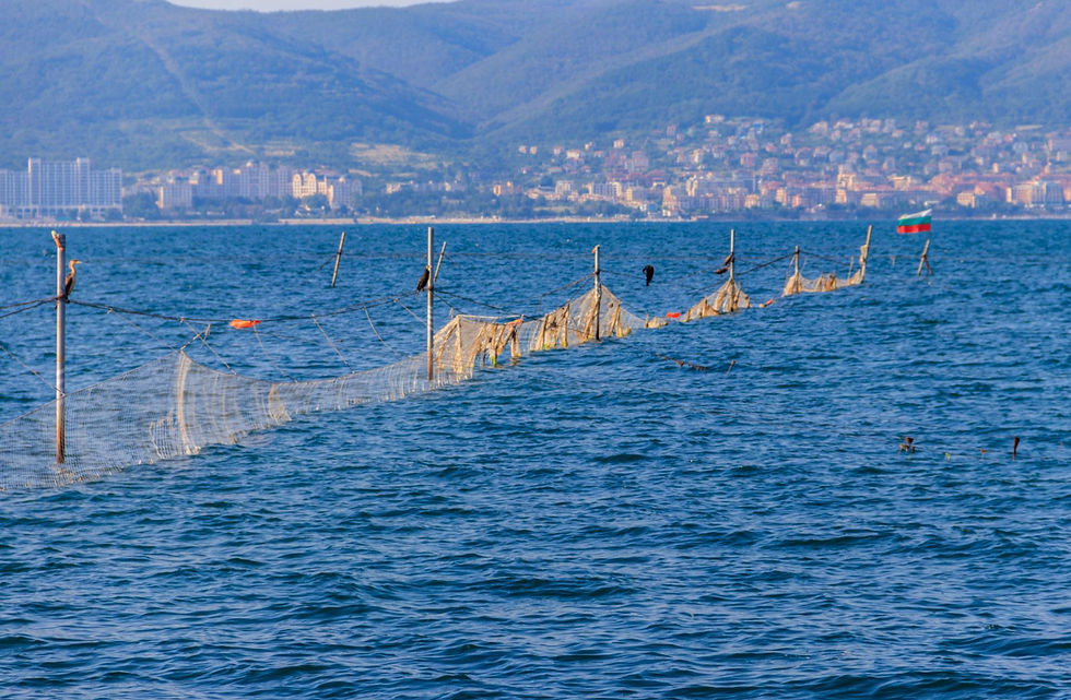 Overfishing in the Black Sea and its impact on marine ecosystems