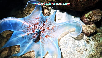 octopus 2.jpg
