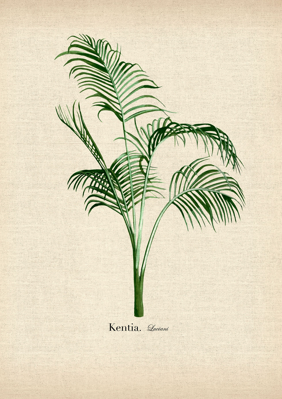 KENTIA HAND PAINTED