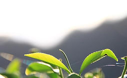 南投世界茶業博覽會.jpg