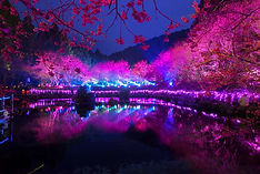 九族櫻花季.jpg