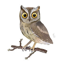 Otus-scops.jpg