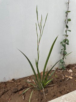 25 de Agosto de 2021