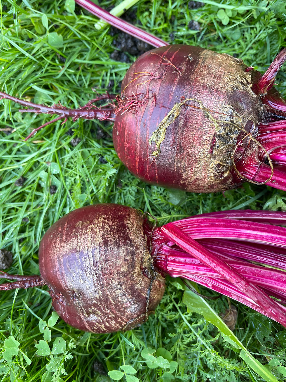 Zurück zu den Wurzeln – Wie Rüben, Gartenarbeit und das Wurzelchakra uns wieder erden