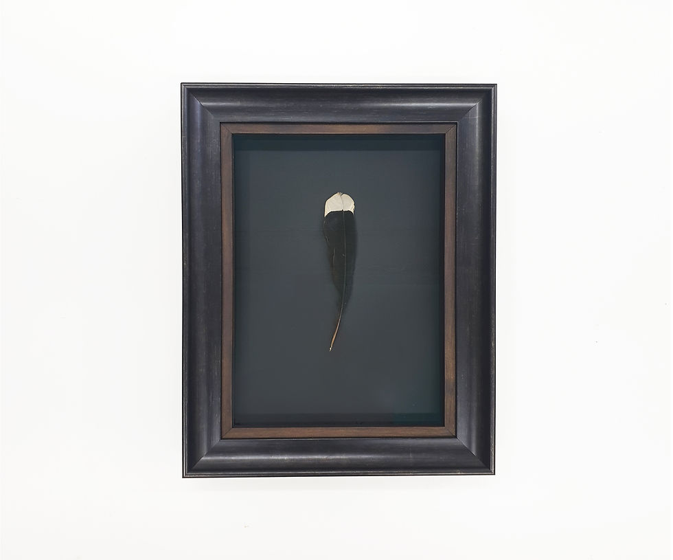 Huia feather