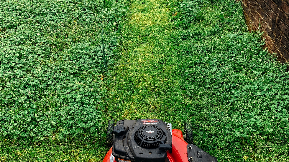 Tree and shrub care