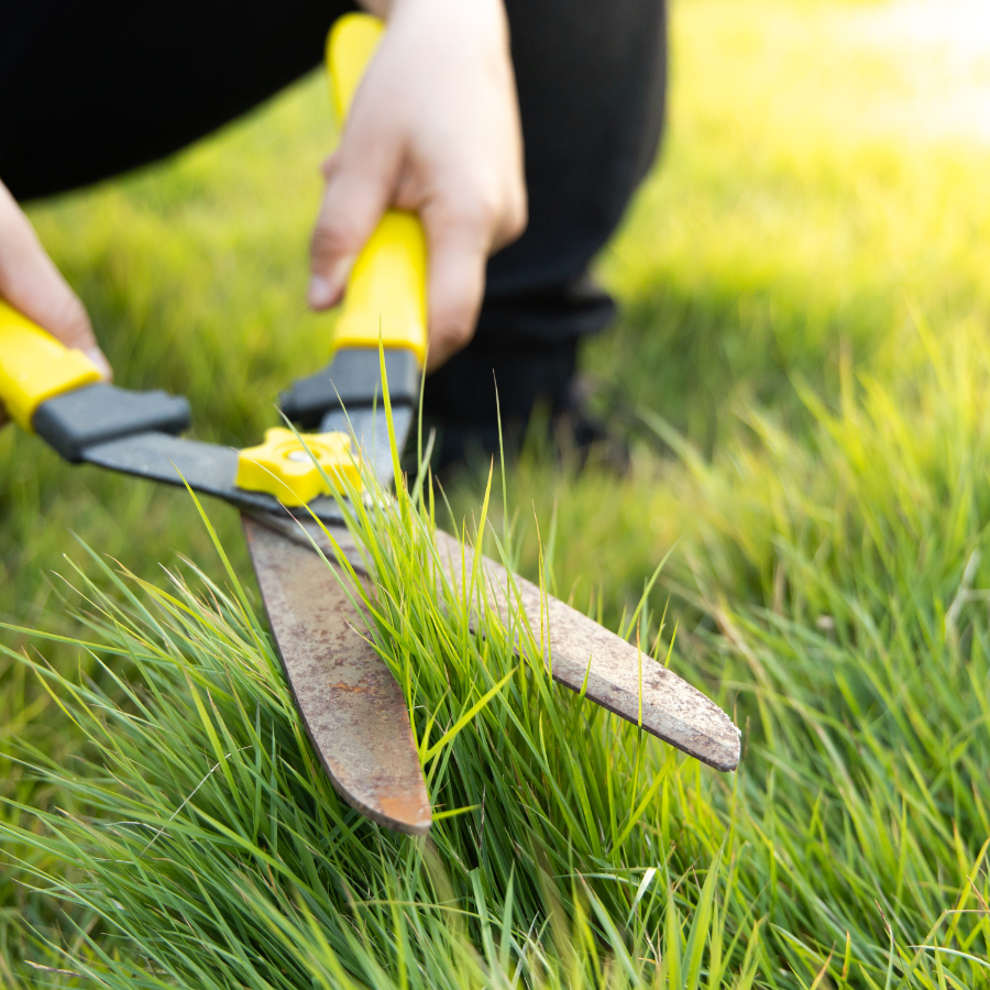 The Ultimate Guide to Affordable Lawn Maintenance for Homeowners 