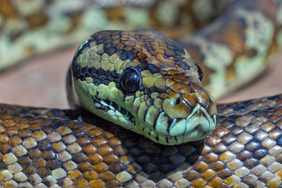 Snake