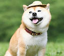 shiba with hat_edited.jpg