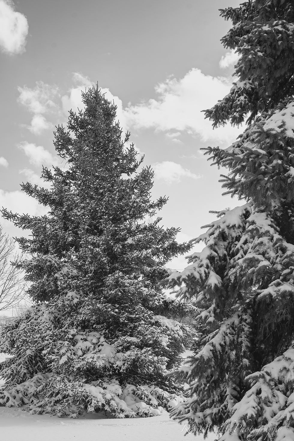 Rested - February 2025 | 30mm - f8.0 - 1/125 sec - ISO 100