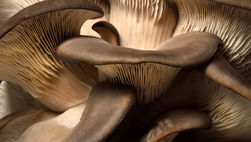 Why Your Skin Needs Beta-Glucan