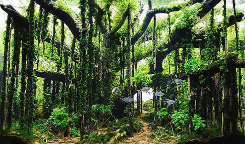 PLANT IMAGEM WORLD AMAZON.jpg