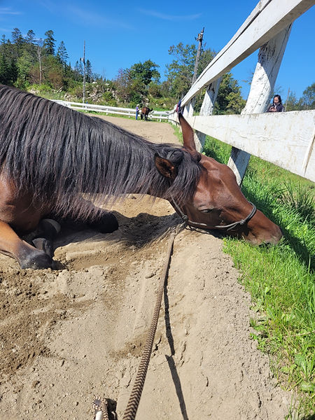 cheval couché dans une carrière en sable qui mange l'herbe.
