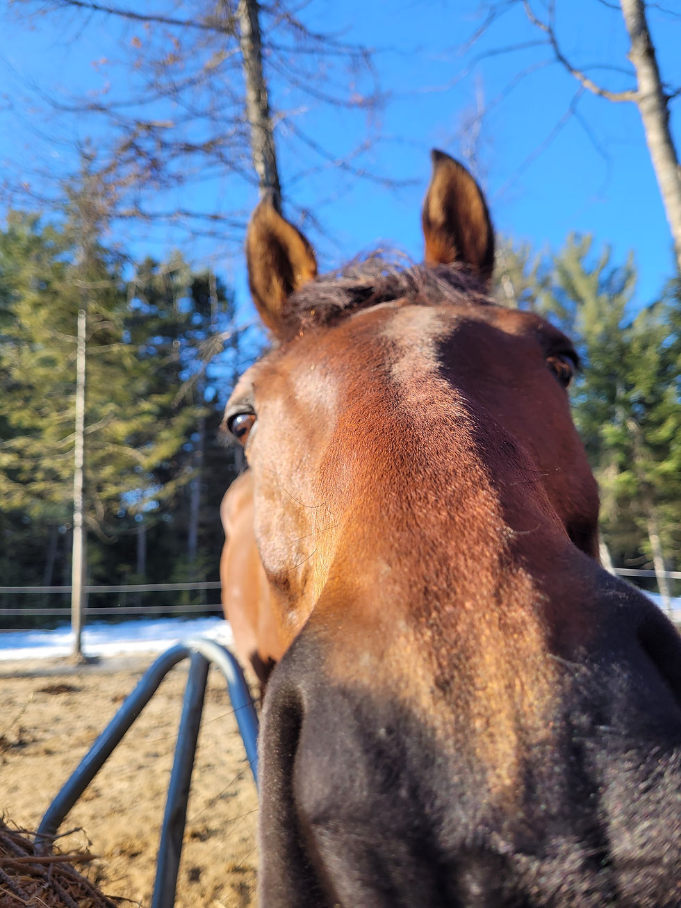 Un cheval qui met son nez sur la caméra de l’appareil photo pendant la photo
