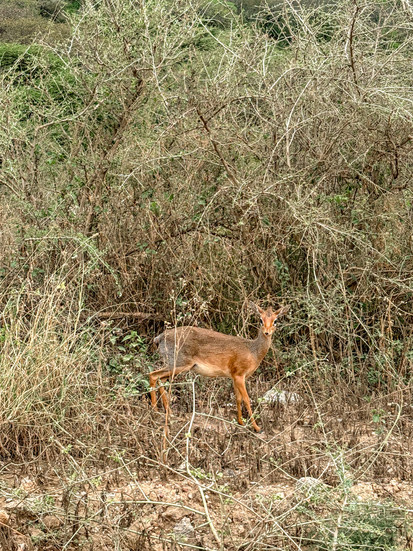 Serengeti in Tanzania