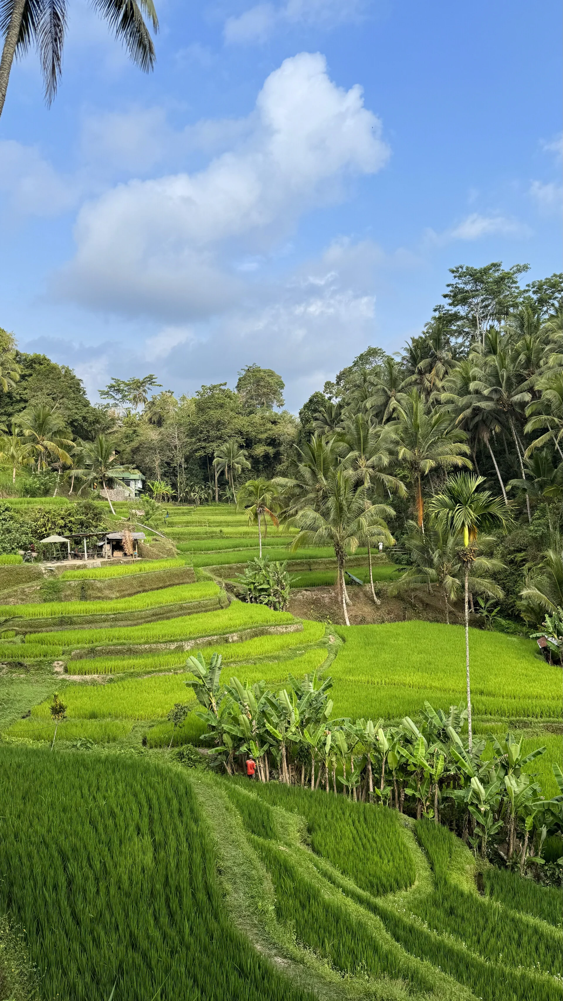 Tegallalang Rice Terrace