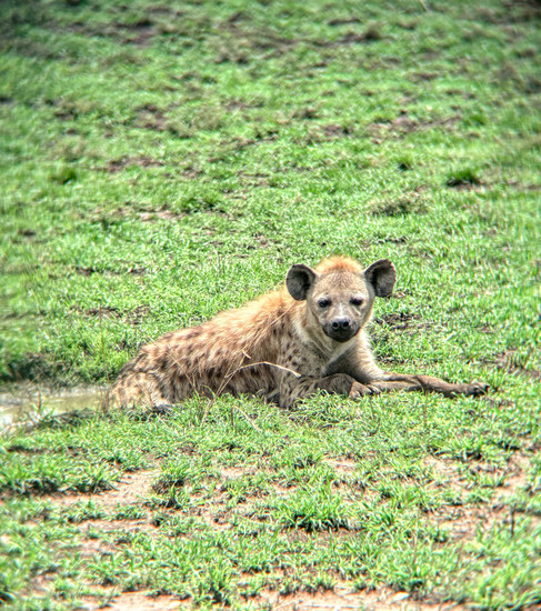 Serengeti in Tanzania
