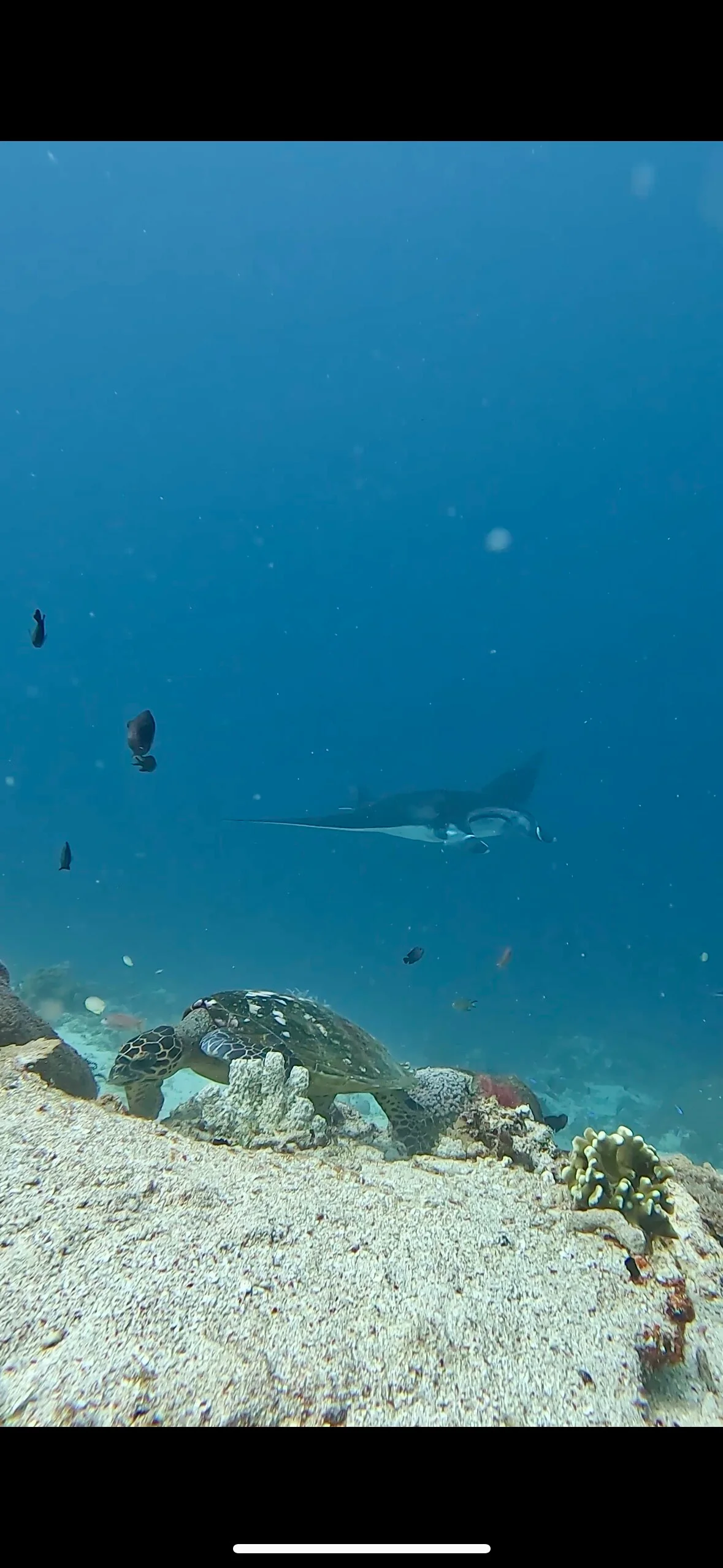 Sea turtle komodo