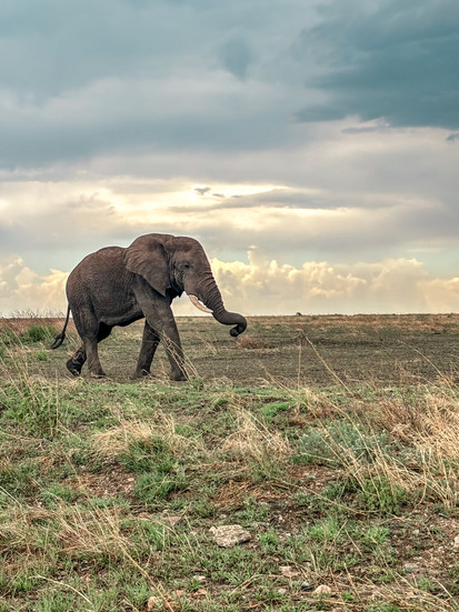 Serengeti in Tanzania