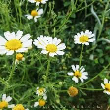 Roman chamomile