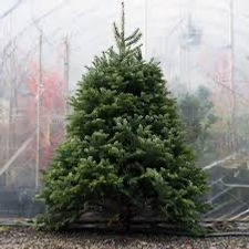 The History Of Christmas Trees