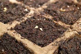 Seed starting workshop information 