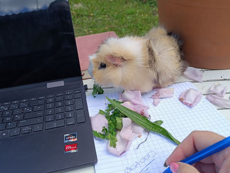 Révision pour l'ACACED dans le jardin en compagnie de Nougat le Cochon d'Inde