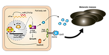 Graphical_Abstract.png